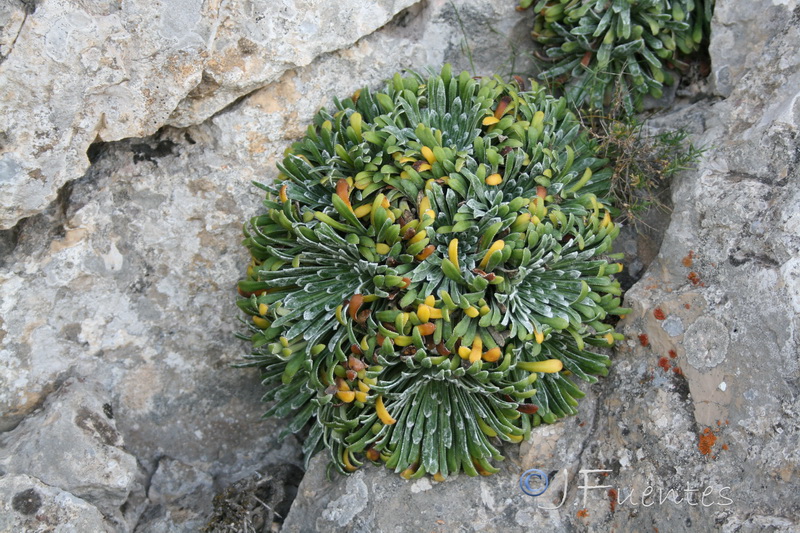 Saxifraga longifolia.04