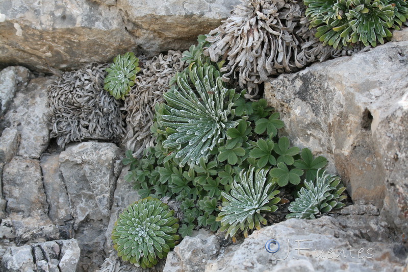 Saxifraga longifolia.09