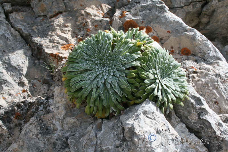 Saxifraga longifolia.11