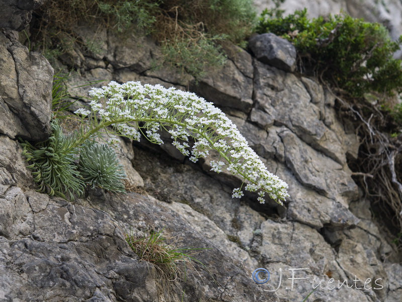 Saxifraga longifolia.19