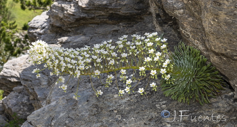 Saxifraga longifolia.25