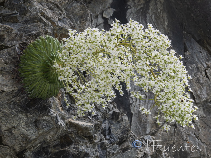 Saxifraga longifolia.27