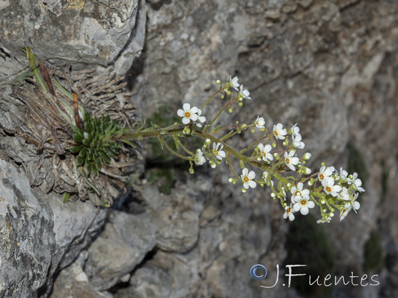 Saxifraga longifolia.29