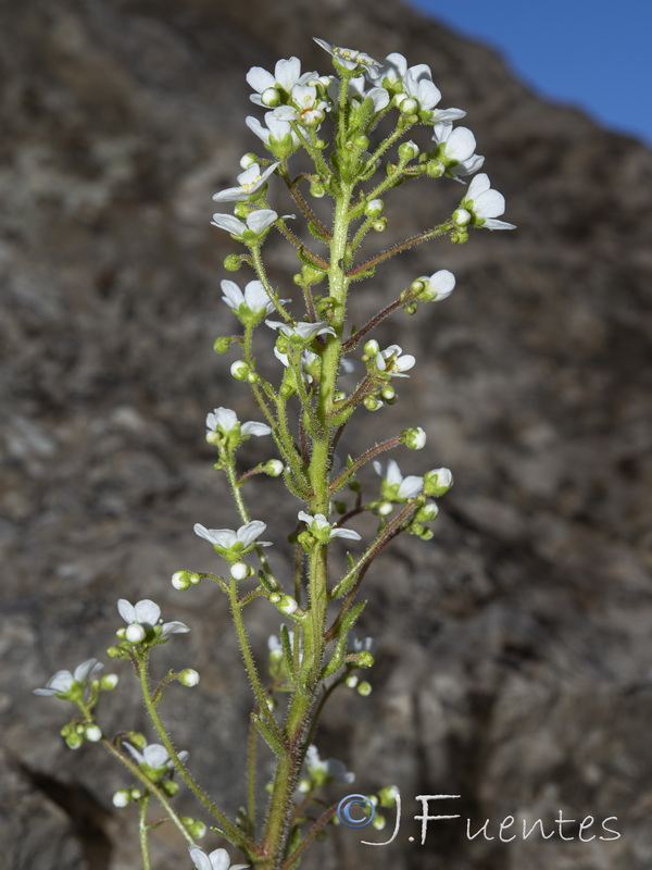 Saxifraga longifolia.32