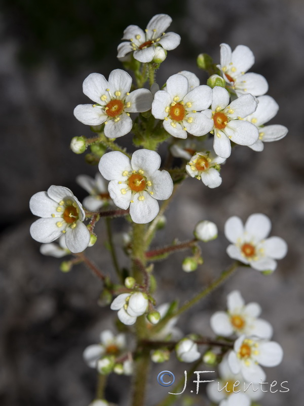 Saxifraga longifolia.33