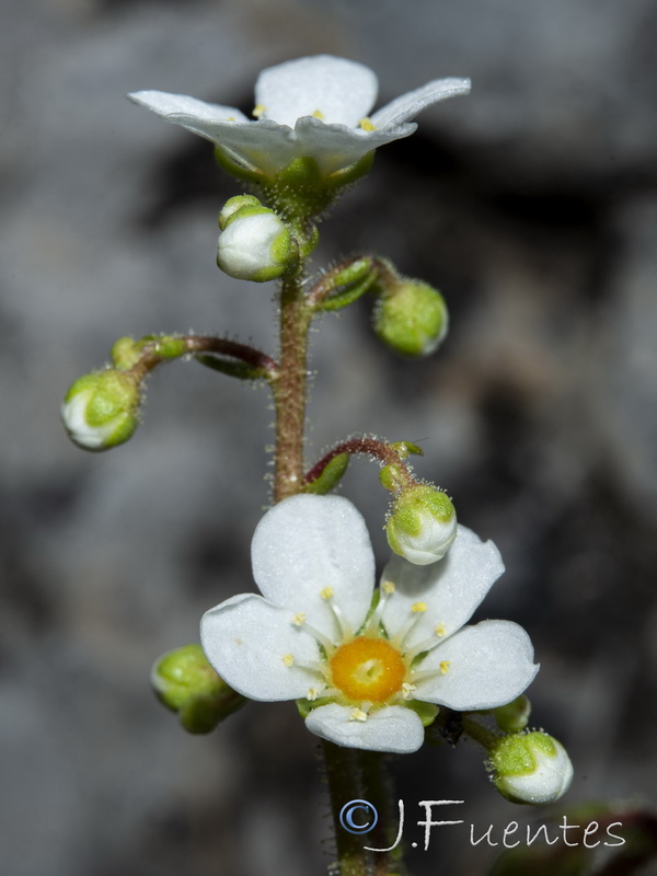 Saxifraga longifolia.35