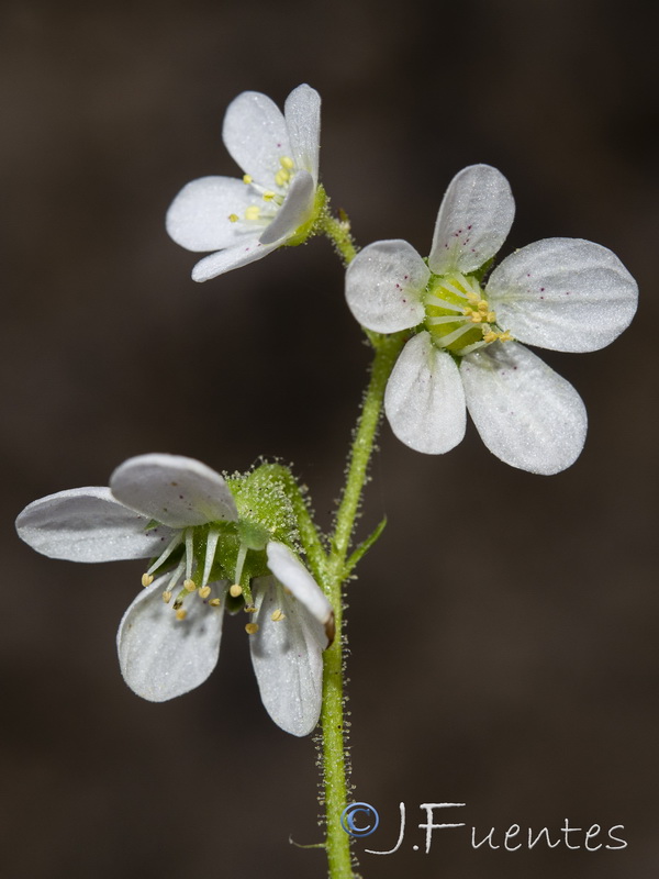 Saxifraga longifolia.36