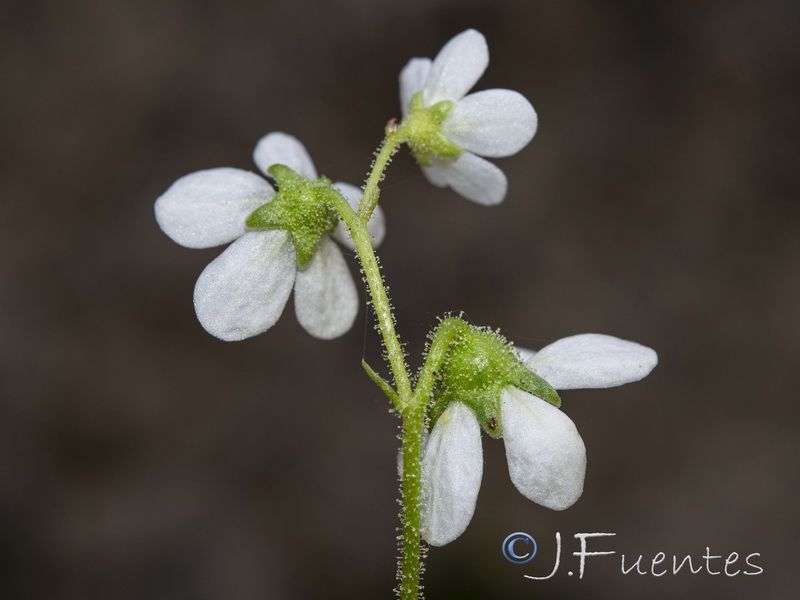 Saxifraga longifolia.37