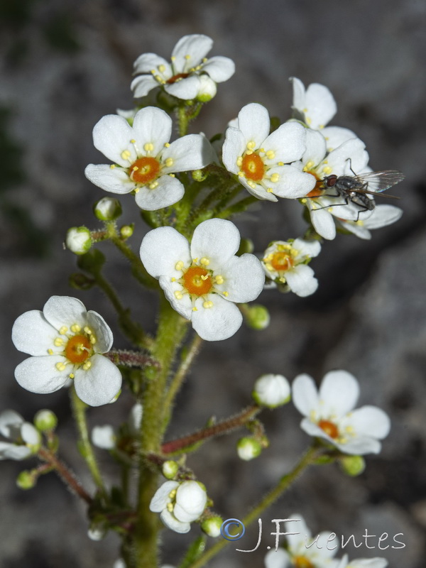 Saxifraga longifolia.38