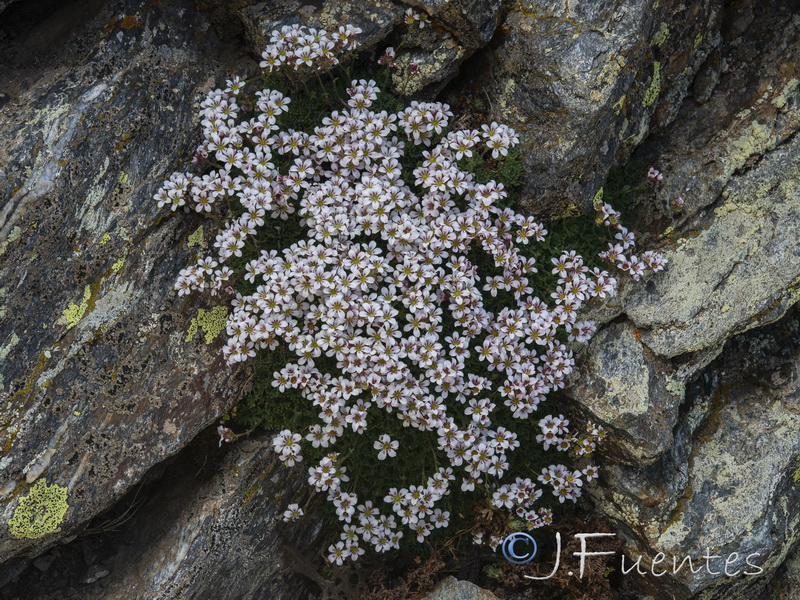 Saxifraga nevadensis.24