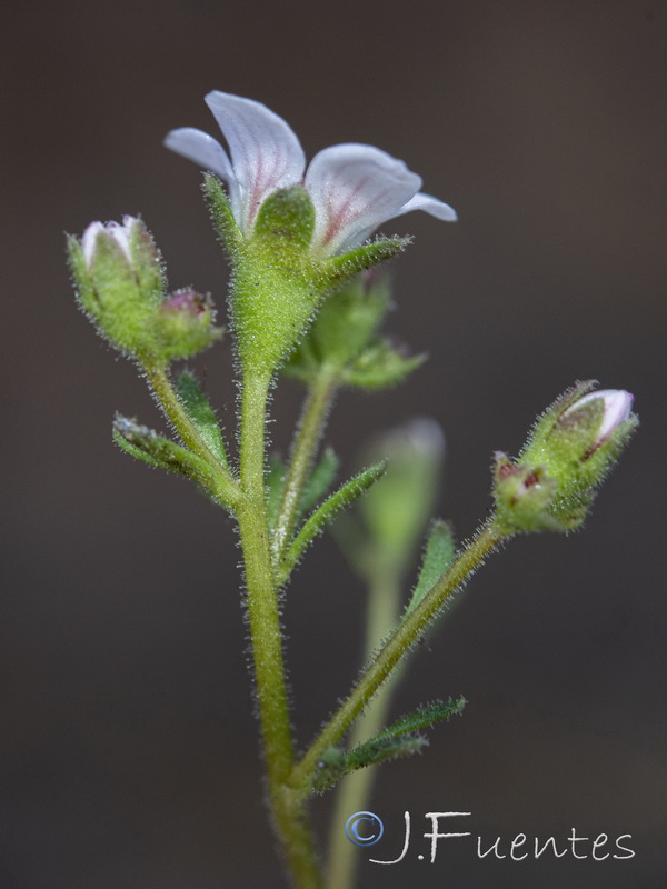 Saxifraga nevadensis.31