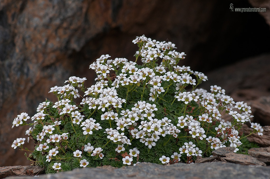 Saxifraga nevadensis