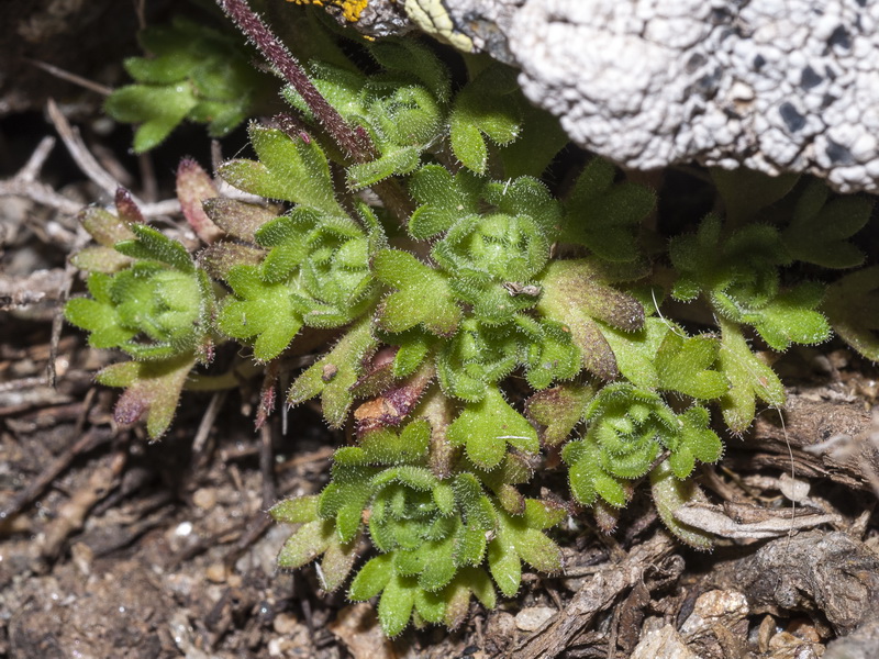 Saxifraga nevadensis.05