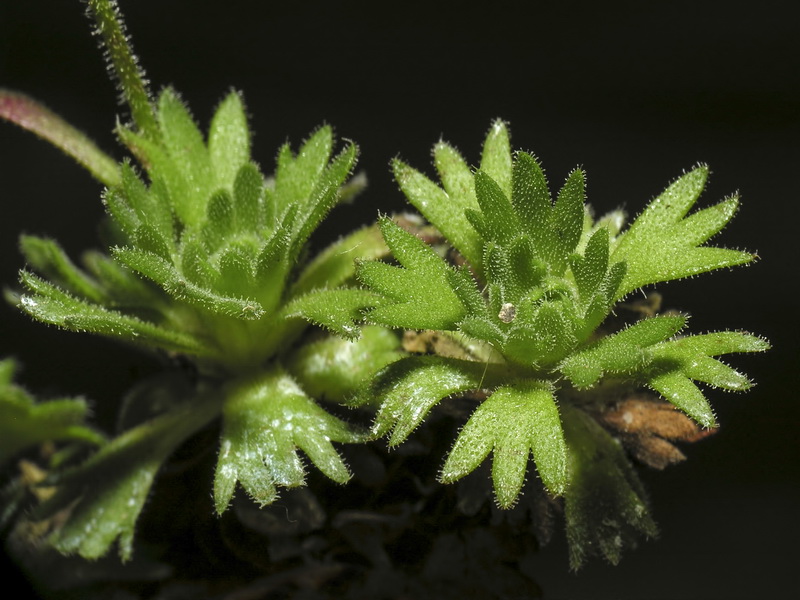 Saxifraga nevadensis.06