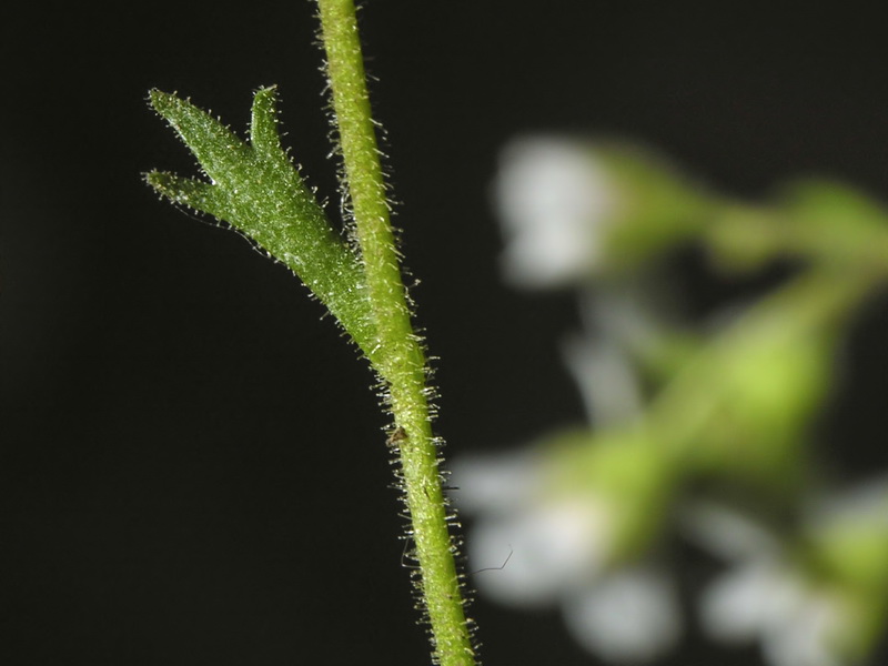 Saxifraga nevadensis.07