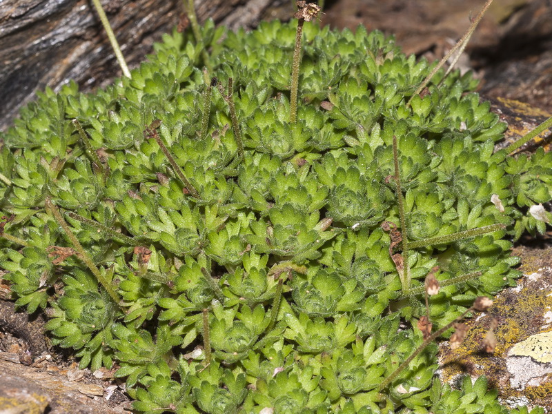 Saxifraga nevadensis.08