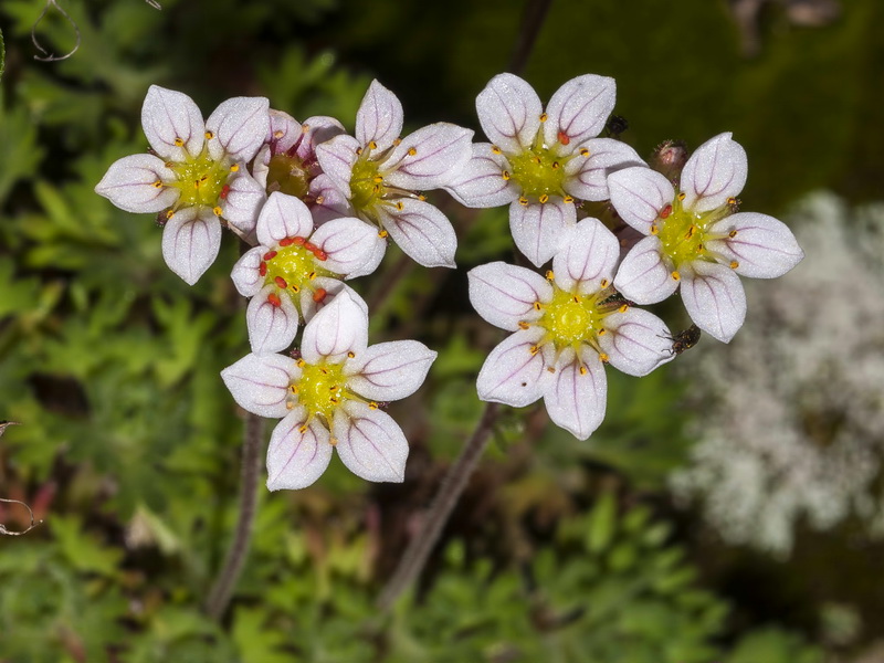 Saxifraga nevadensis.15