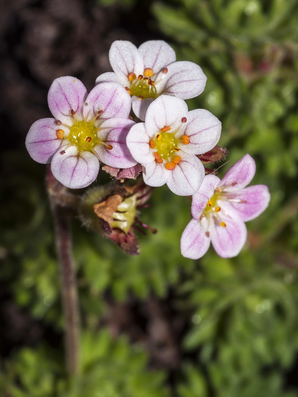 Saxifraga nevadensis.16