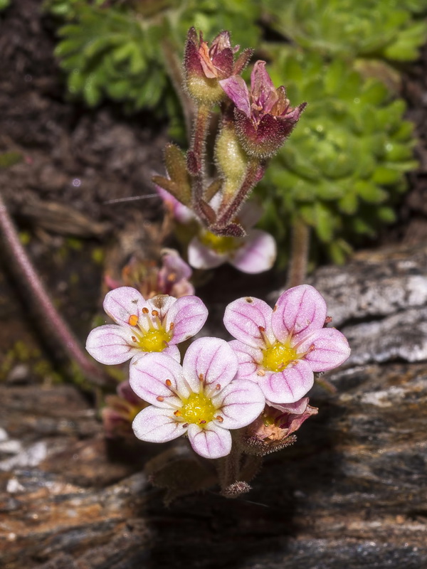 Saxifraga nevadensis.17