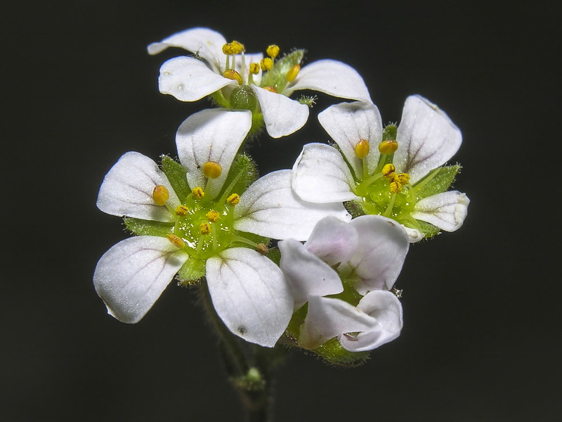 Saxifraga nevadensis.20