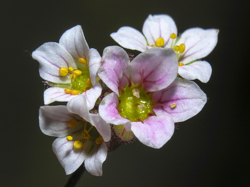 Saxifraga nevadensis.21