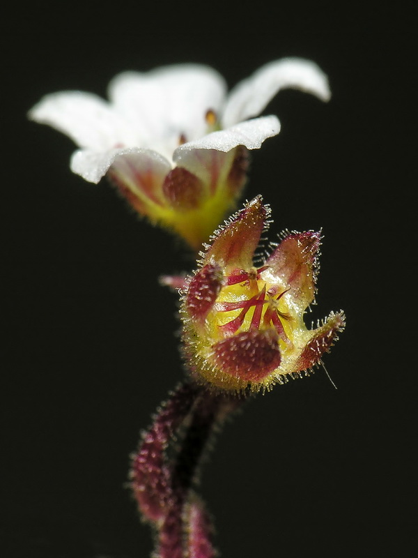 Saxifraga nevadensis.22