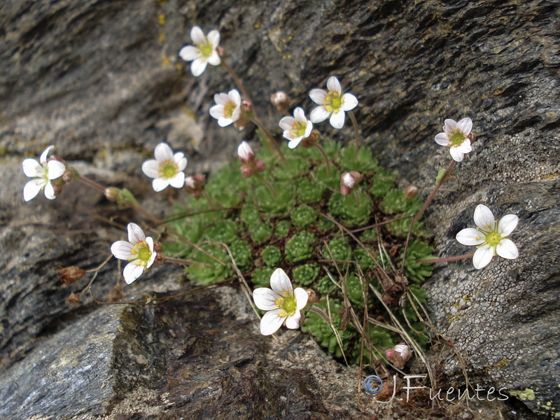 Saxifraga nevadensis.23