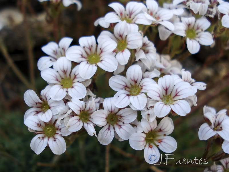 Saxifraga nevadensis.25