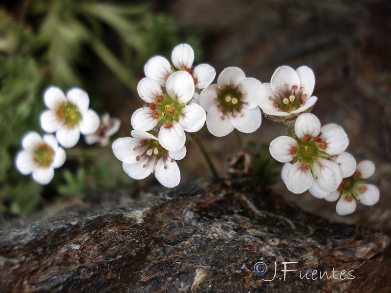 Saxifraga nevadensis.26