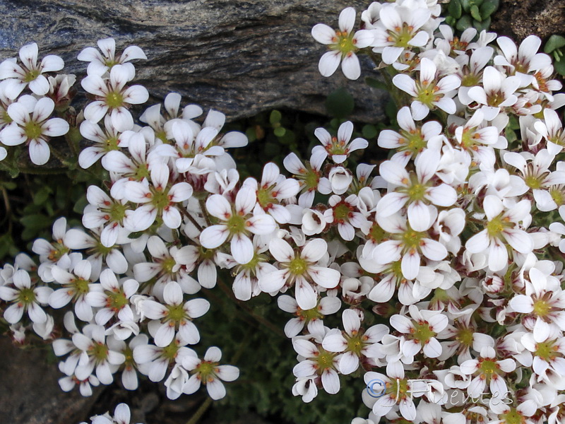 Saxifraga nevadensis.27