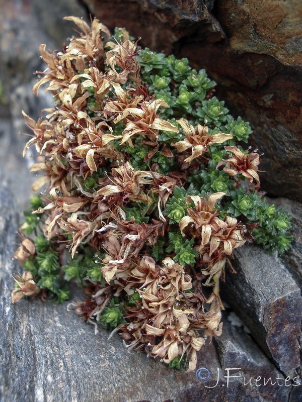 Saxifraga oppositifolia oppositifolia.02