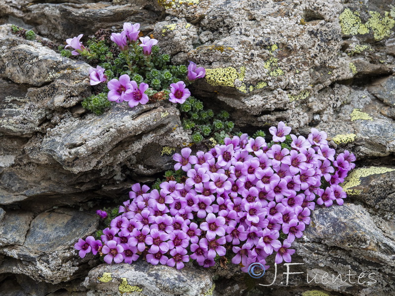 Saxifraga oppositifolia oppositifolia.04