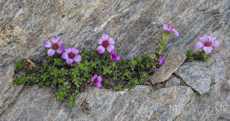 Saxifraga oppositifolia oppositifolia.07