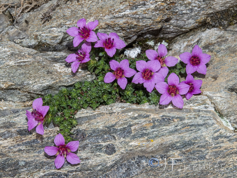 Saxifraga oppositifolia oppositifolia.08