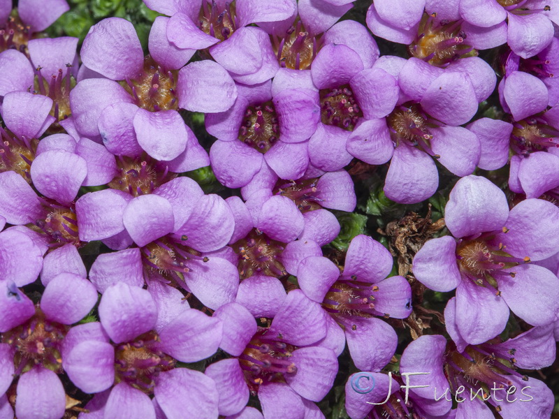 Saxifraga oppositifolia oppositifolia.14