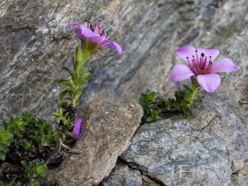 Saxifraga oppositifolia oppositifolia.15