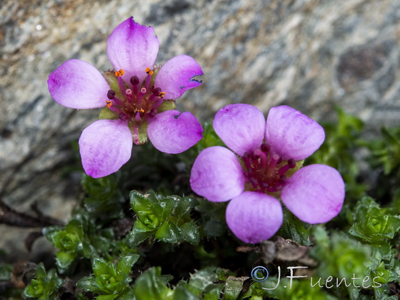 Saxifraga oppositifolia oppositifolia.16