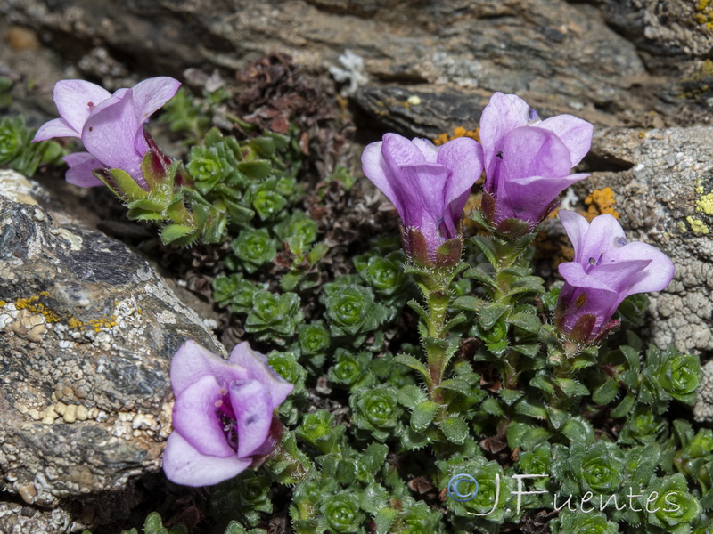 Saxifraga oppositifolia oppositifolia.17