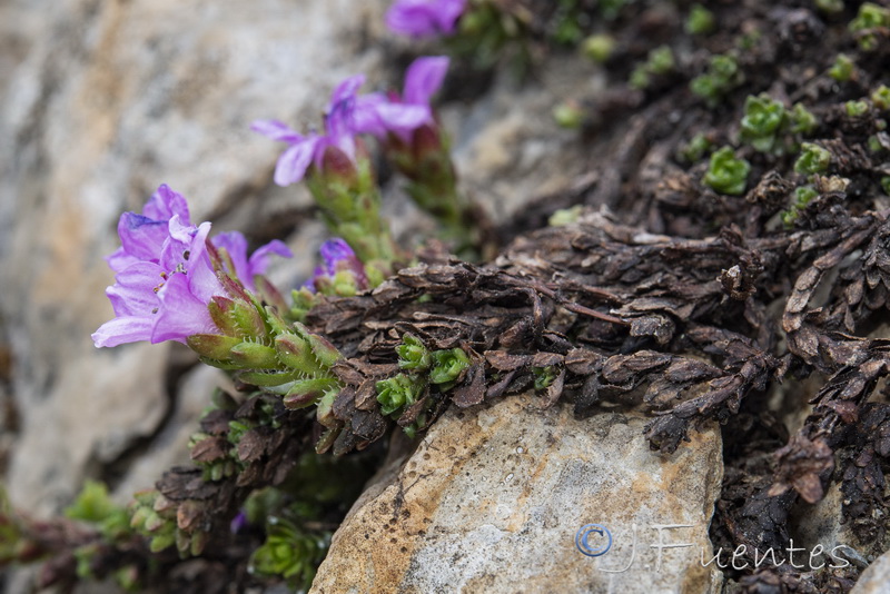 Saxifraga oppositifolia oppositifolia.18