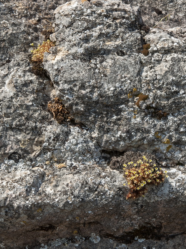 Saxifraga reuteriana.01