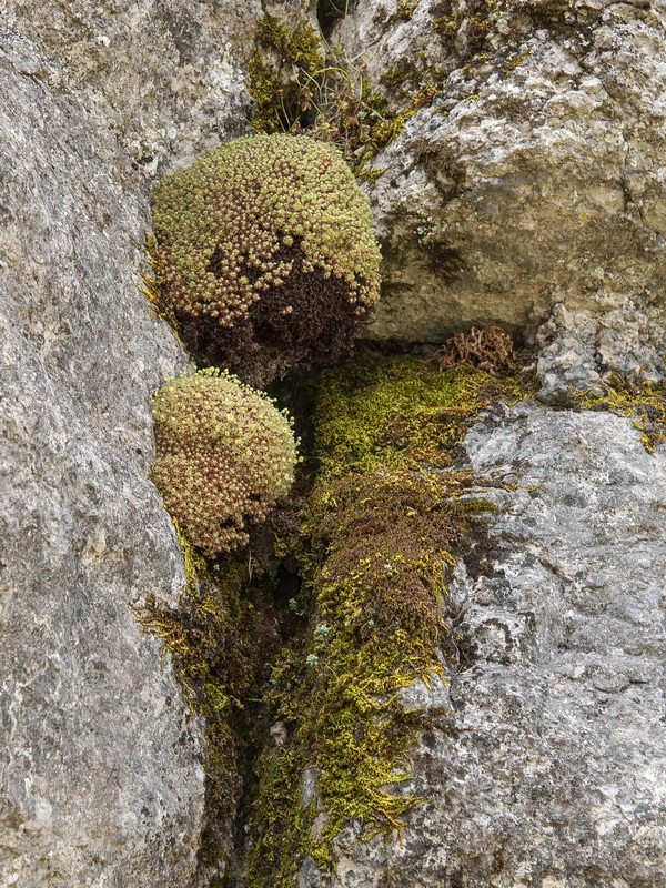 Saxifraga reuteriana.03