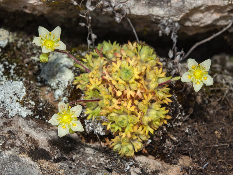 Saxifraga reuteriana.08