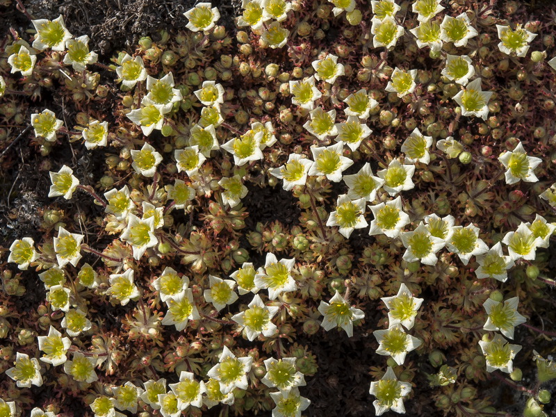 Saxifraga reuteriana.15