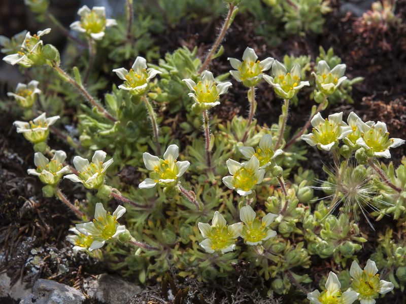 Saxifraga reuteriana.18