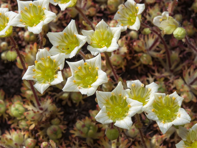 Saxifraga reuteriana.19