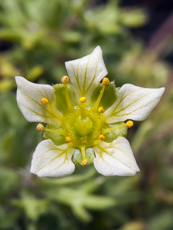 Saxifraga reuteriana.23