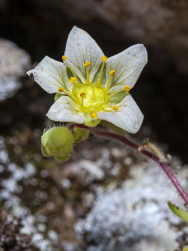 Saxifraga reuteriana.25