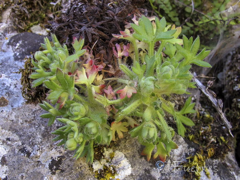 Saxifraga reuteriana.27