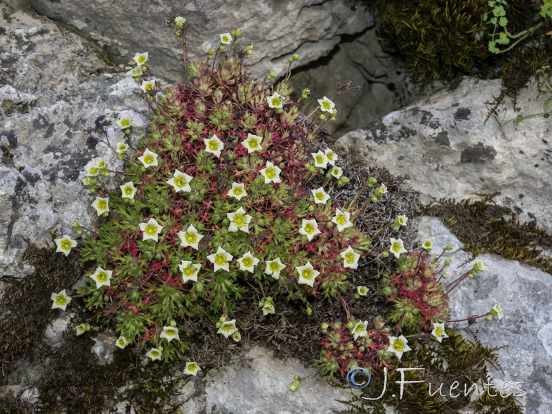 Saxifraga reuteriana.31