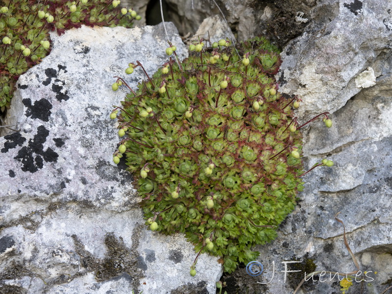 Saxifraga reuteriana.26